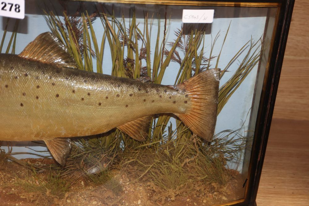An early 20th century J. Cooper & Sons taxidermic trout, in bowfront glazed cased, width 68cm height 34cm